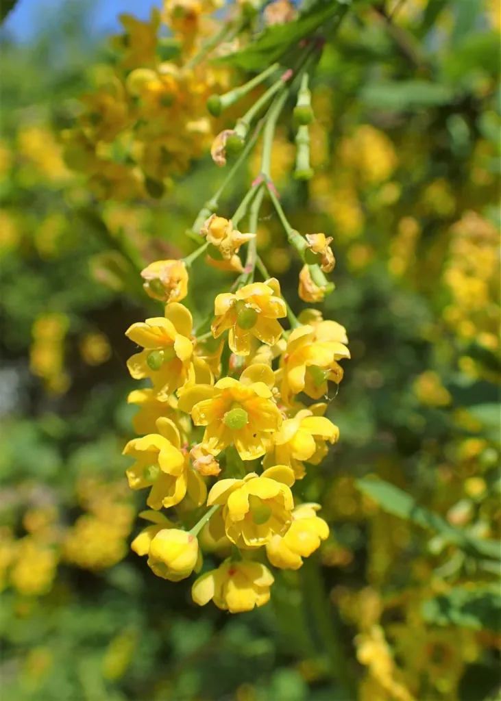 Figure 1c. Berberis vulgaris in flower in the botanical garden, Kraków, Poland, 16/05/2016: pendulous racemes of yellow 