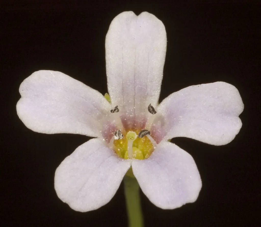 half Figure 1d. Flower of Bacopa monnieri: five white to pale mauve corolla lobes, yellow throat, four stamens. Photograph Ke