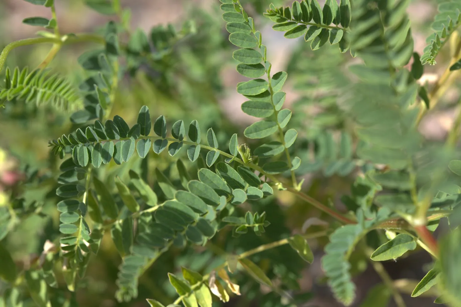 Figure 1f. Leaves of Astragalus mongholicus: imparipinnate, with many small elliptic leaflets. Gothenburg Botanical Gard