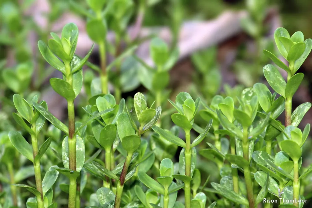 Figure 1k. Upright leafy shoots of Bacopa monnieri, Thrissur, Kerala, India, 20/10/2017: opposite, sessile, fleshy leave