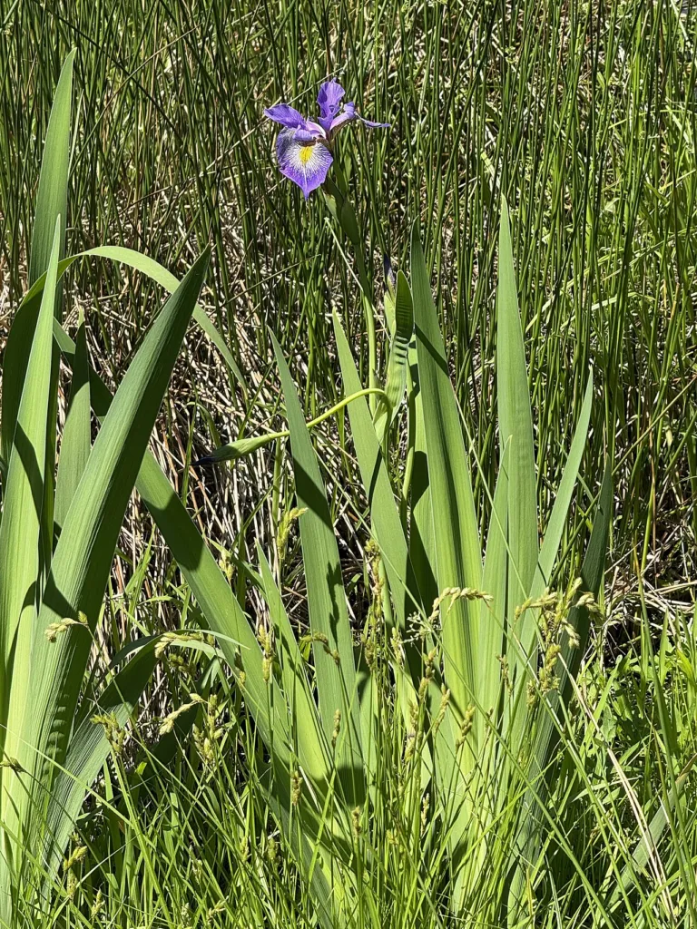 Figure 1l. A single blue flag flower held above its sword-shaped leaves among grasses at the edge of a pond, Ann M. Banc