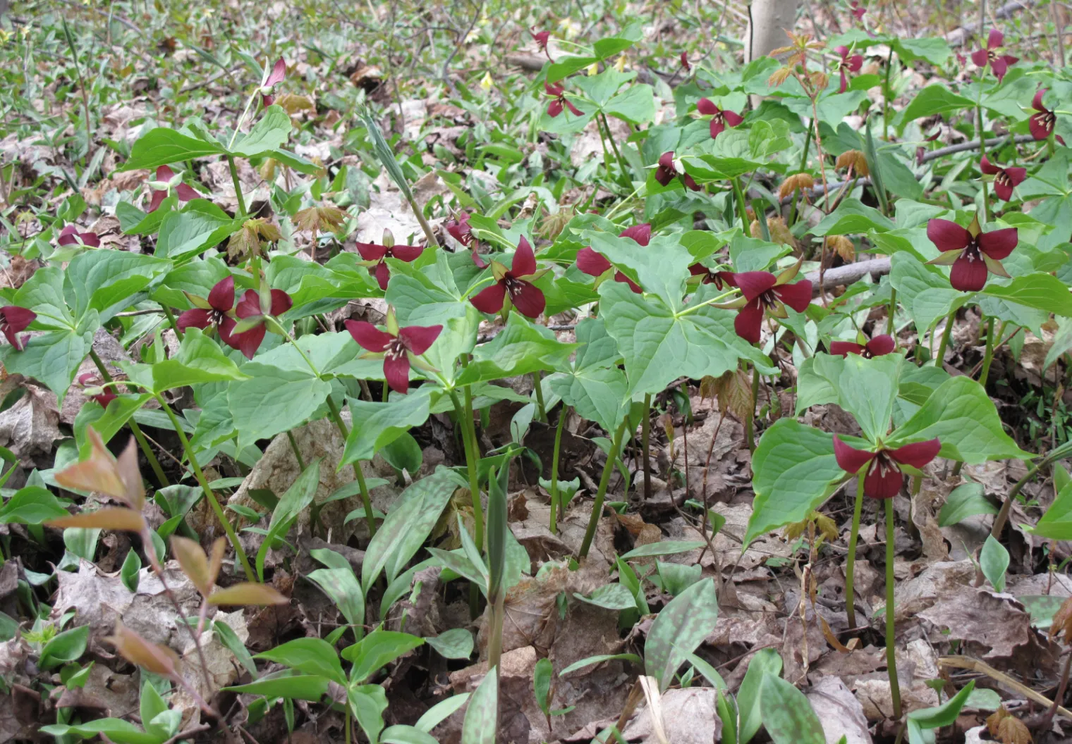 Figure 1l. A stand of Trillium erectum in flower in spring woodland, Québec, with the mottled leaves of trout lily (Eryt