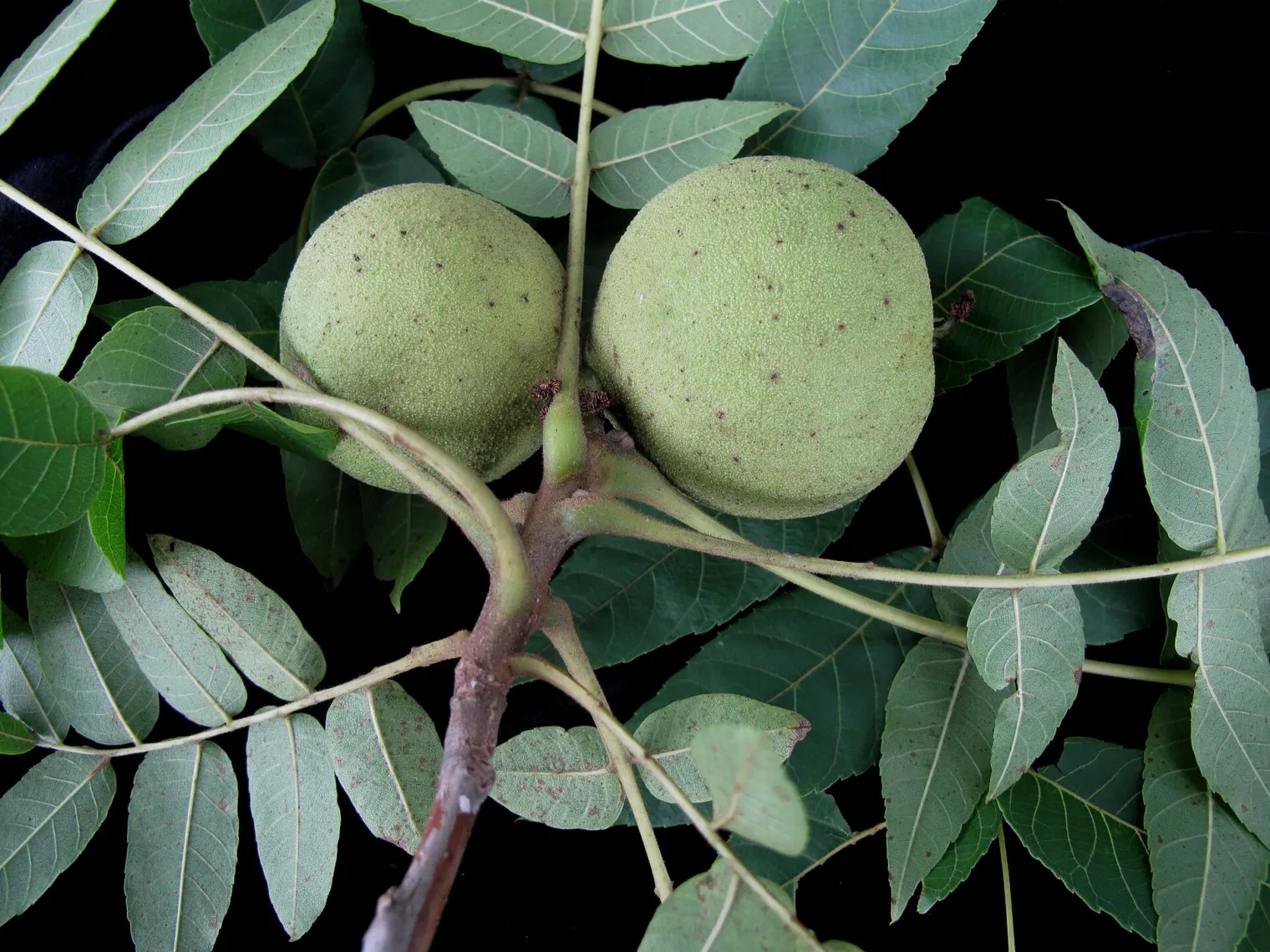 Figure 1m. A shoot of black walnut with pinnate leaves and green fruits, the hulls intact. Photograph Gilles Ayotte, CC