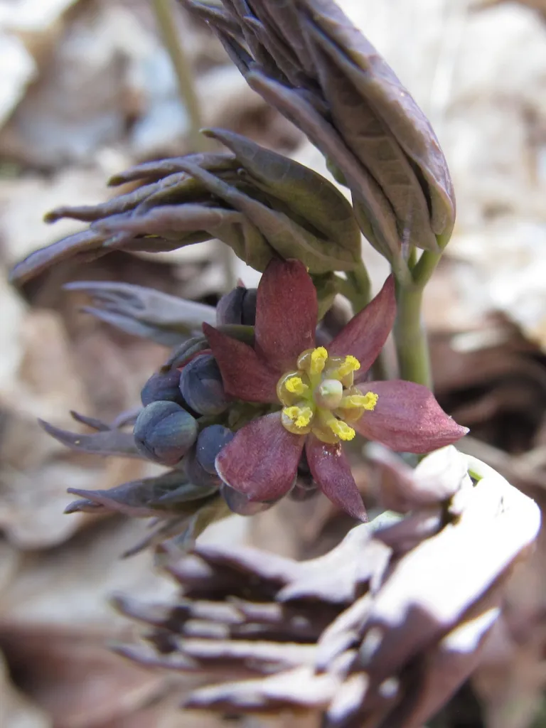 Figure 1q. An opening flower of Caulophyllum thalictroides among still-folded, purplish young leaves, near the Trillium