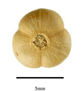 Peganum harmala capsules