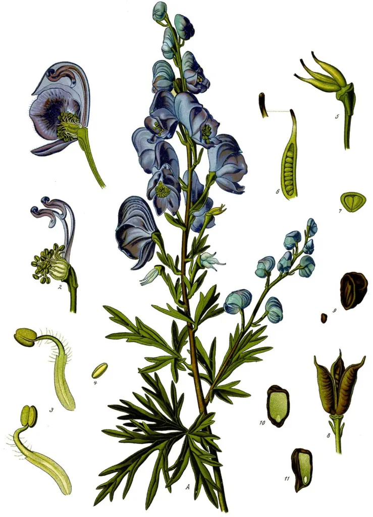 Botanical plate of monkshood with blue hooded flowers
