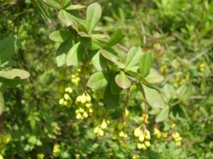 Chapter 12: spiny Berberis foliage and fruit