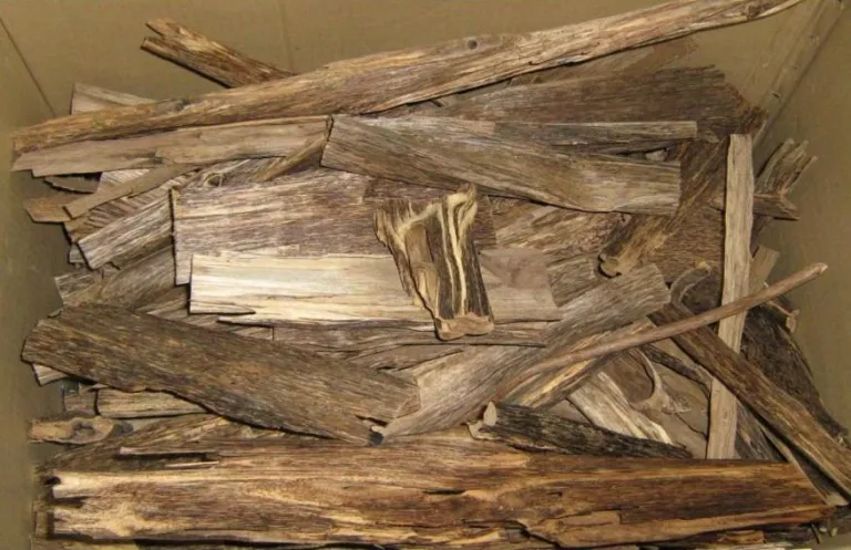 Pieces of dark resinous agarwood