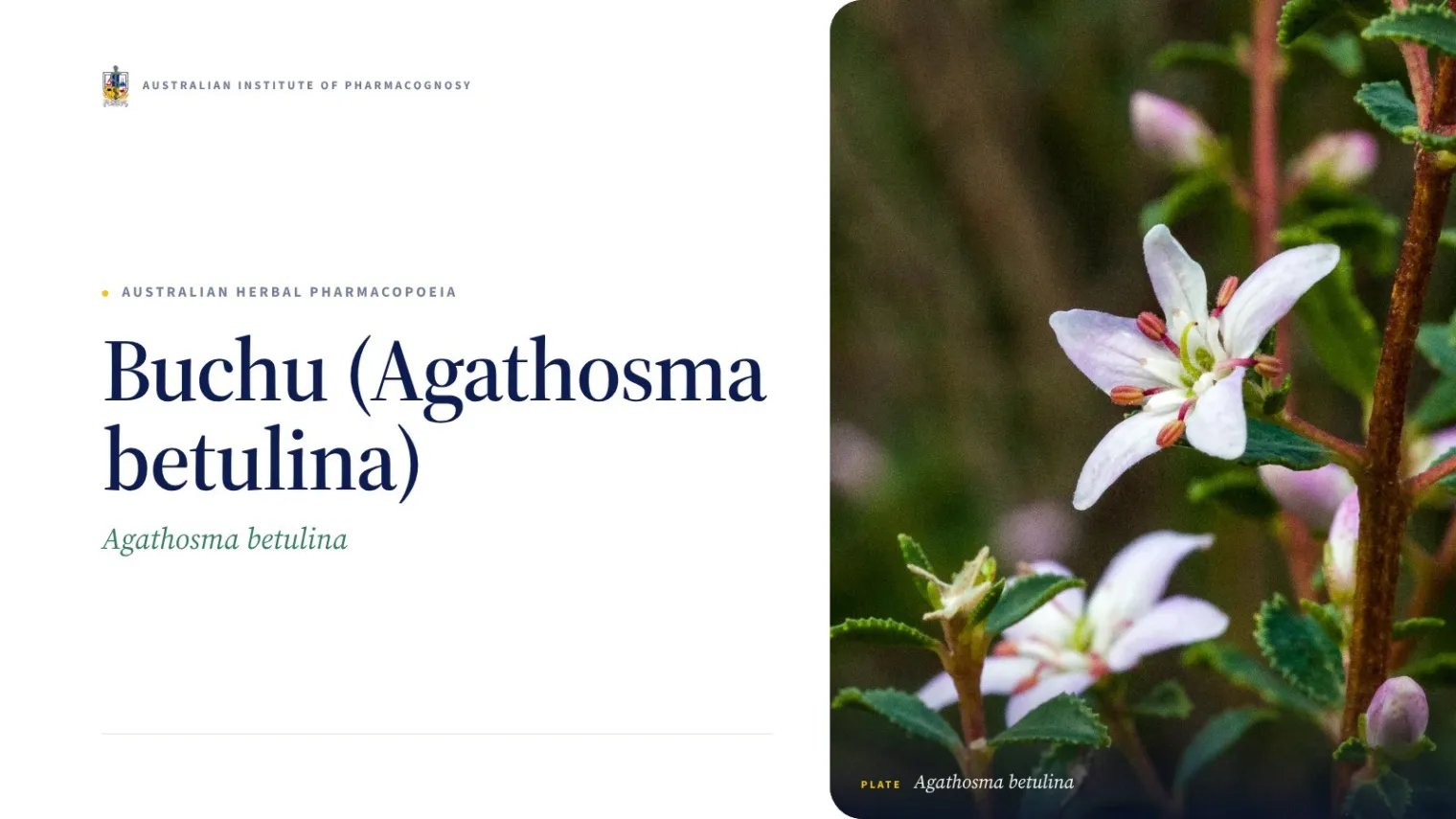 Buchu (Agathosma betulina) - Australian Institute of Pharmacognosy