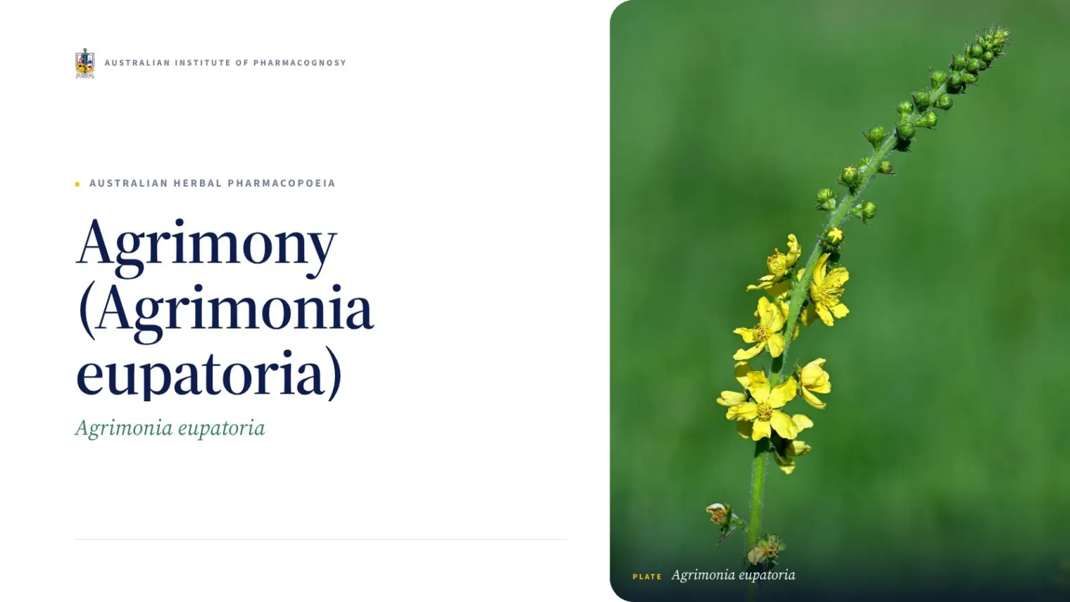 Agrimony (Agrimonia eupatoria) - Australian Institute of Pharmacognosy