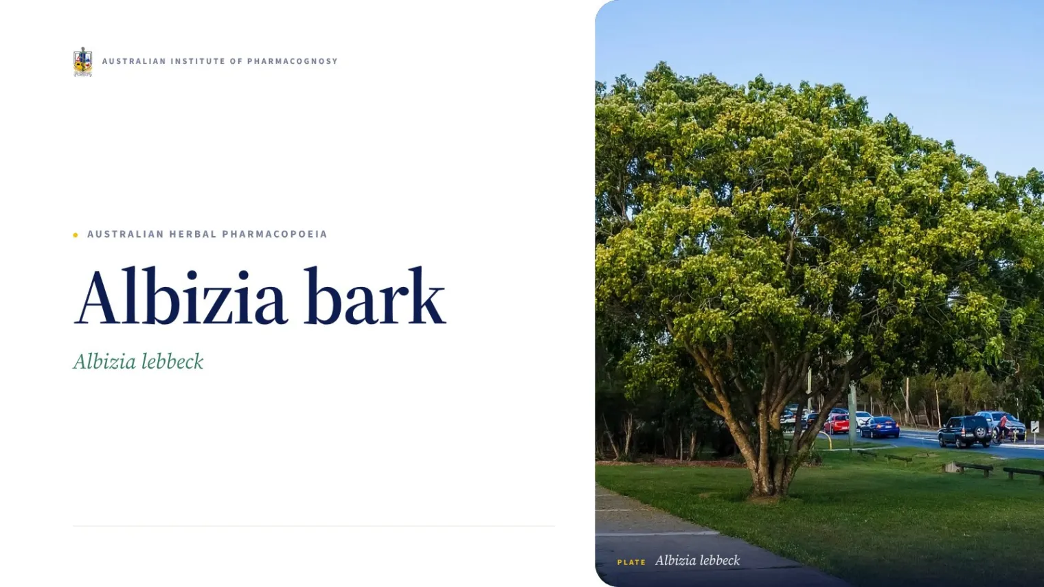 Albizia bark - Australian Institute of Pharmacognosy