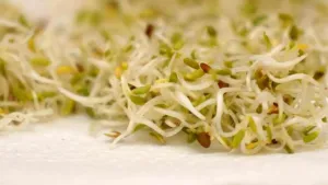 Sprouted alfalfa seeds with pale shoots and small green leaves