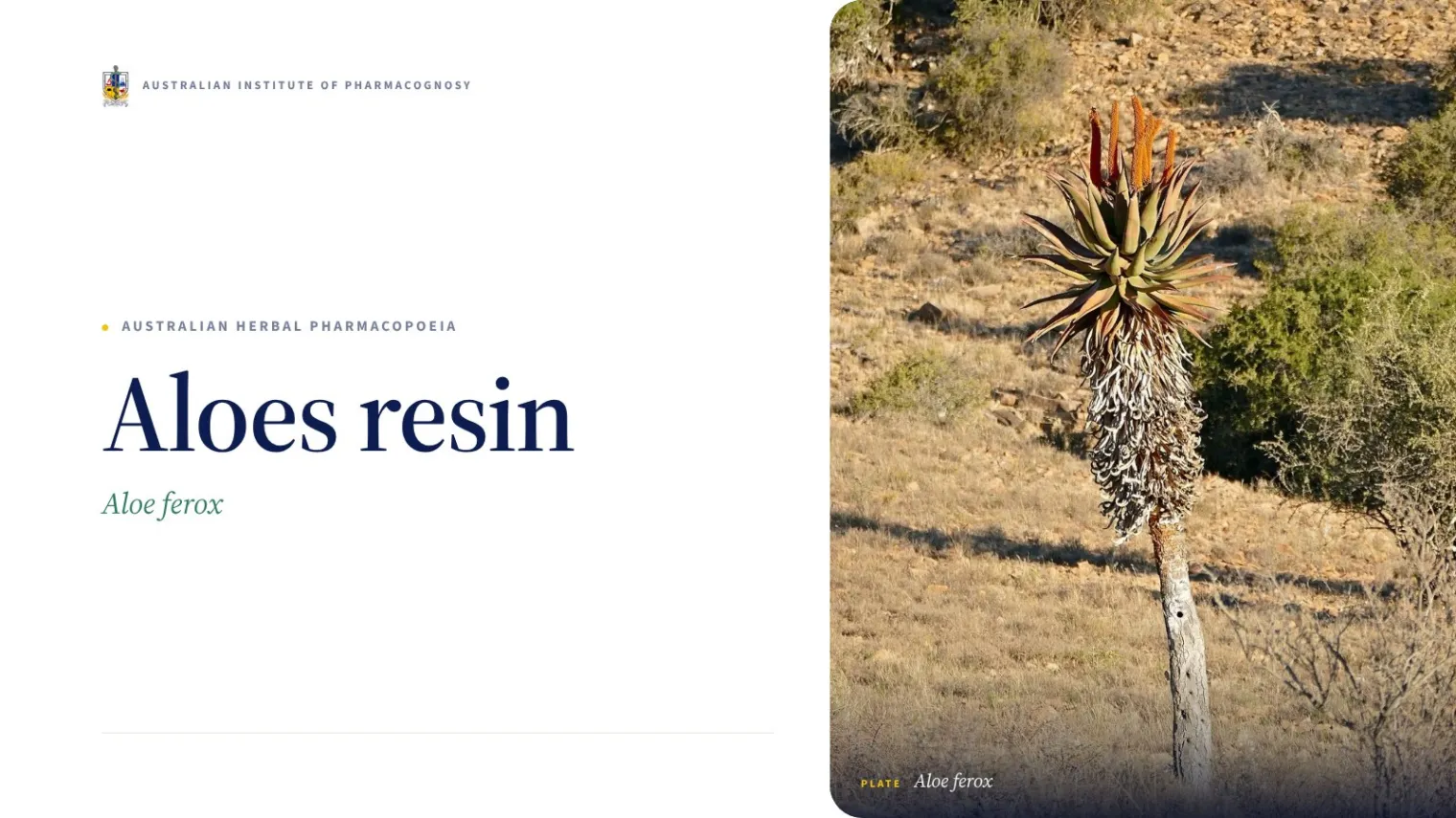 Aloes resin - Australian Institute of Pharmacognosy