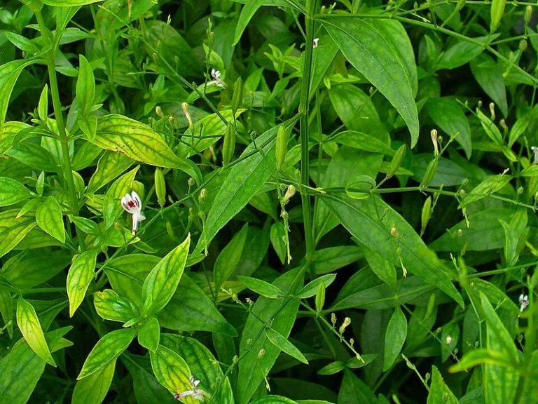 Andrographis paniculata plant in a botanical garden