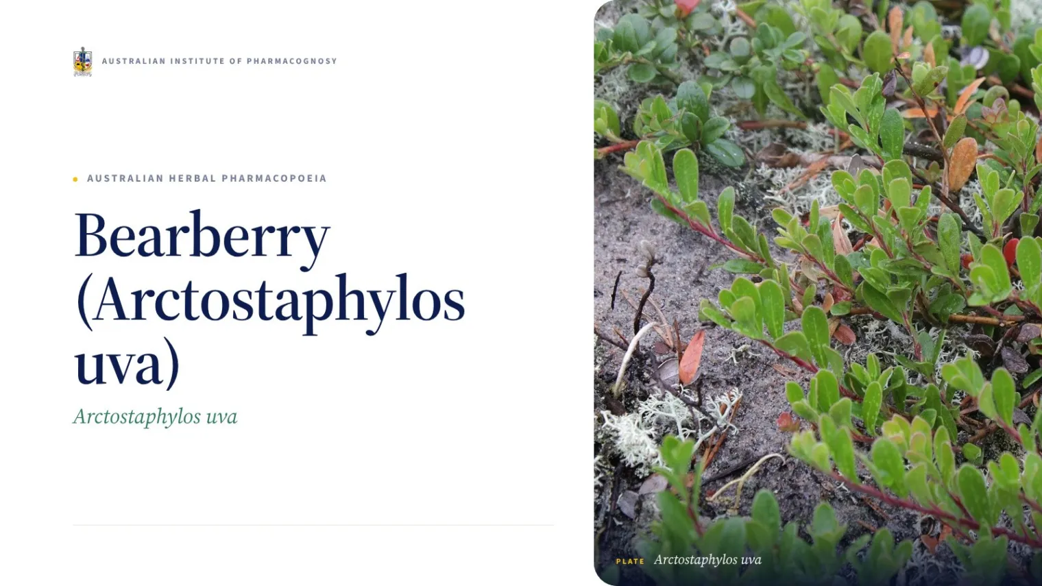 Bearberry (Arctostaphylos uva) - Australian Institute of Pharmacognosy