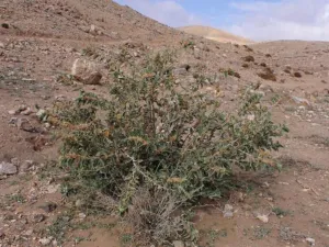 Withania somnifera shrub growing wild in the Judean Desert near Arad