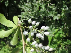 Chapter 3: a Berberis aristata bush in habit