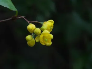 Yellow drooping flower racemes of Berberis aristata