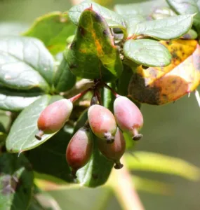 Chapter 8: ripe Berberis aristata fruit on the branch