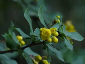 Chapter 9: Berberis aristata foliage