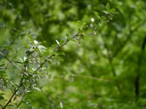 Spiny stems and leaves of Berberis aristata