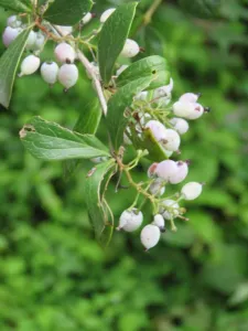 Chapter 2: Berberis aristata in the Valley of Flowers