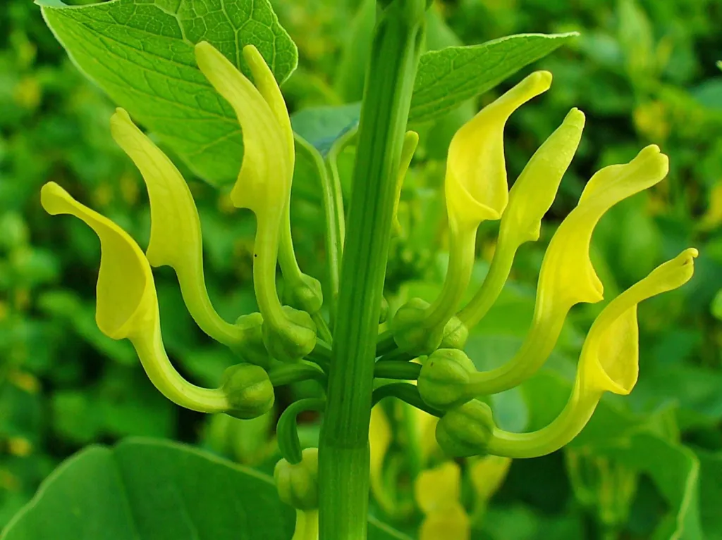 Upright birthwort with yellow tubular flowers