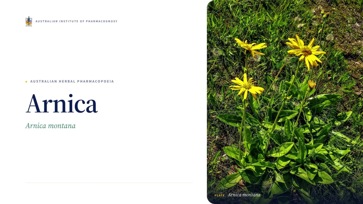 Arnica - Australian Institute of Pharmacognosy