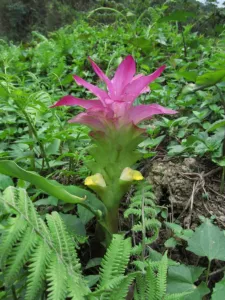 Curcuma aromatica plant with a pink and white flower spike