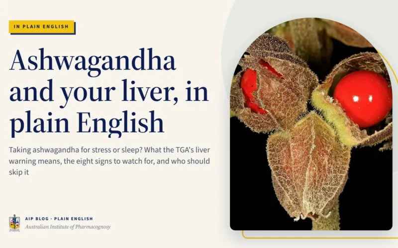 Ashwagandha and your liver, in plain English