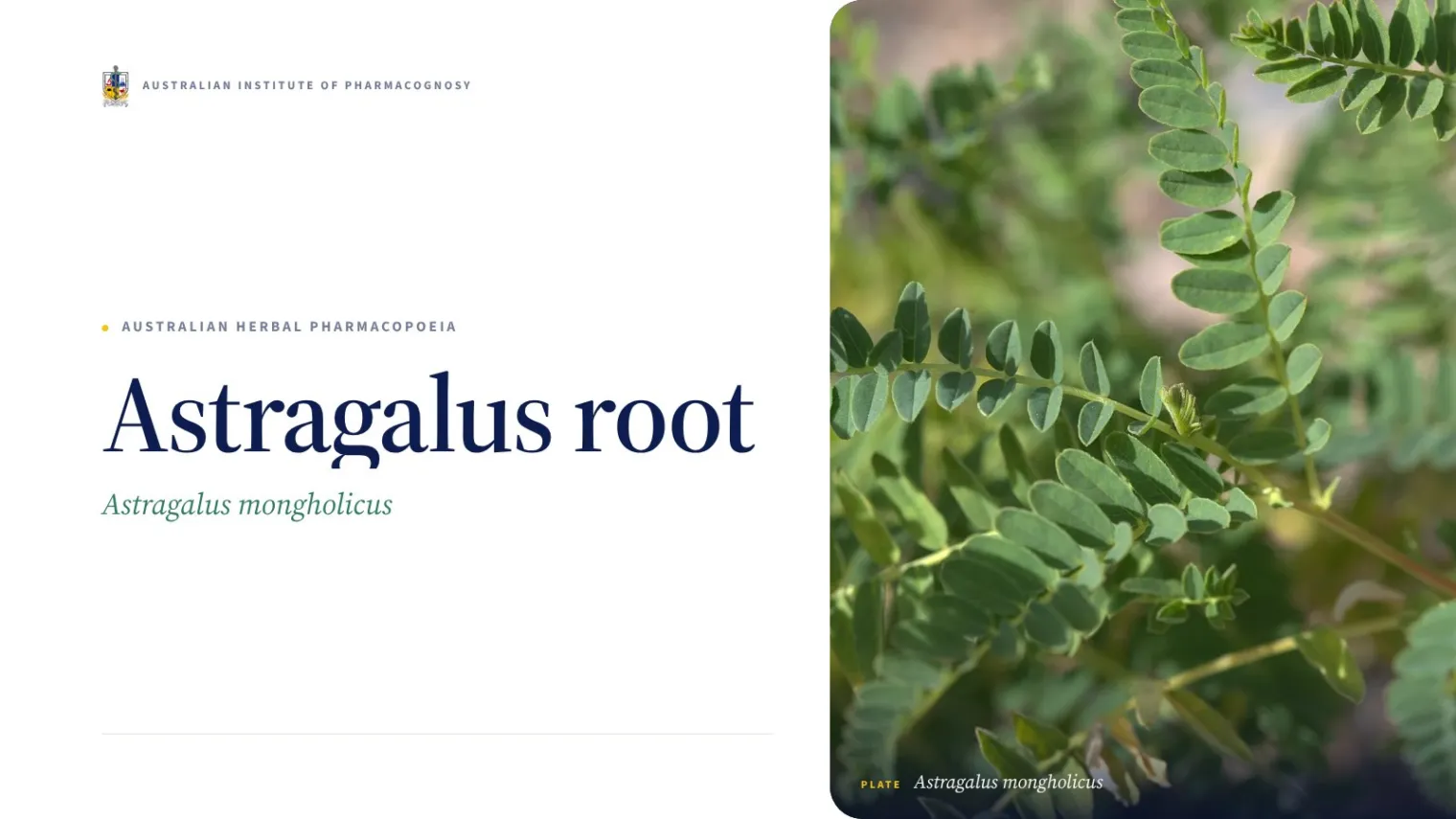 Astragalus root - Australian Institute of Pharmacognosy