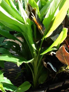 Curcuma australasica plant with broad pleated leaves