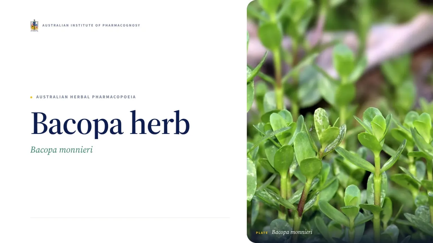Bacopa herb - Australian Institute of Pharmacognosy