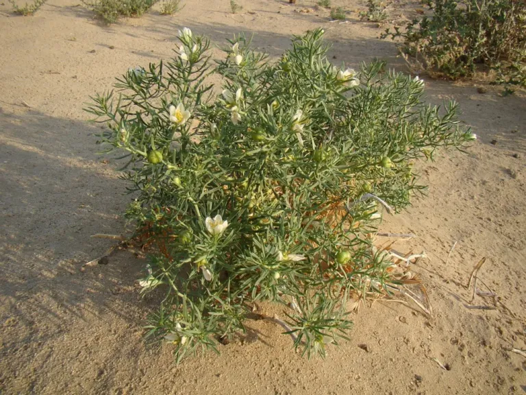 A flowering harmal bush growing in open sand near Baikonur, Kazakhstan