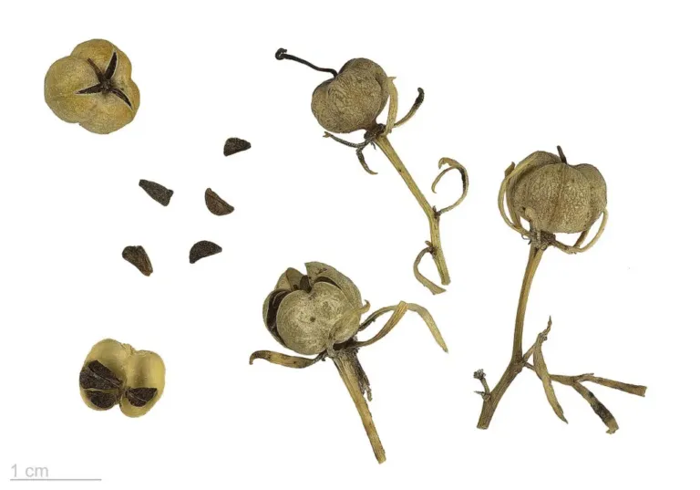 Dry three-lobed harmal capsules on their stalks, split capsules and loose seeds on a white background