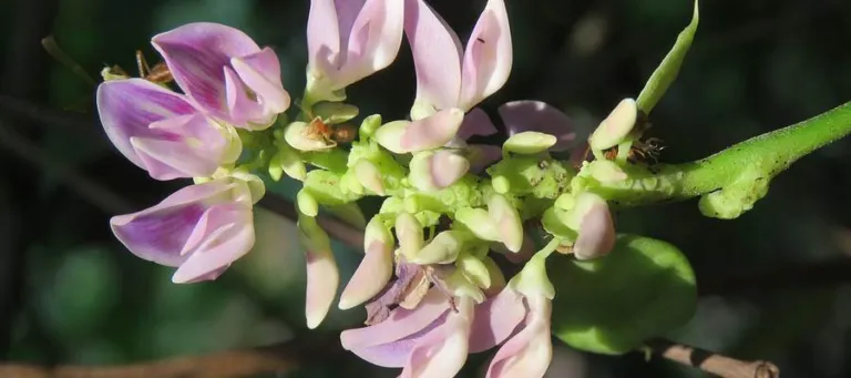 Pale pink pea flowers of Abrus precatorius crowded on a short cluster