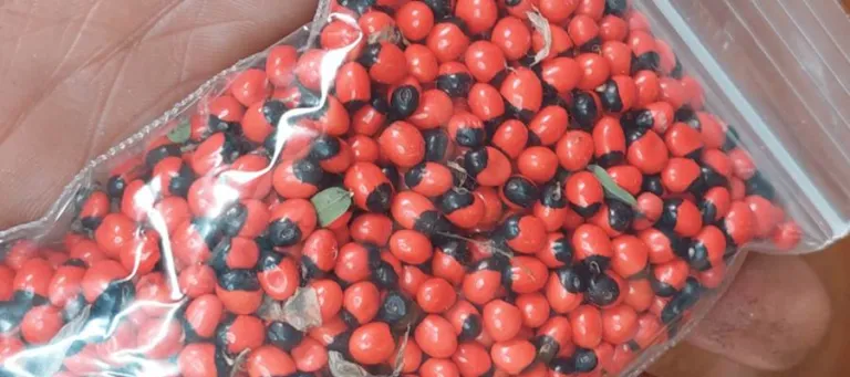 A sealed bag of collected rosary pea seed held over a wooden bowl in the field