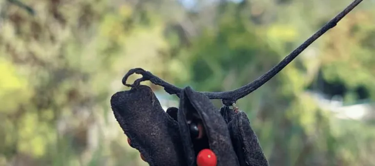 A single blackened rosary pea pod against a blue sky with one seed remaining