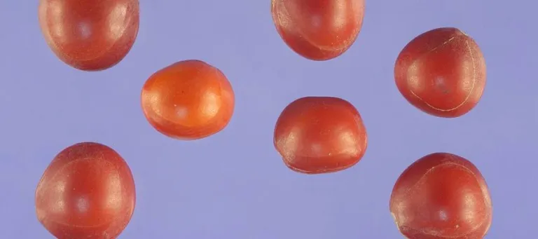 Uniformly scarlet lens-shaped seeds of Adenanthera pavonina, a harmless look-alike
