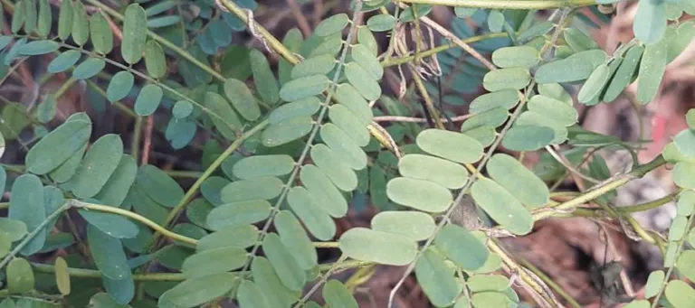 Fine pinnate leaves of Abrus precatorius photographed in the field at Woombye, Queensland
