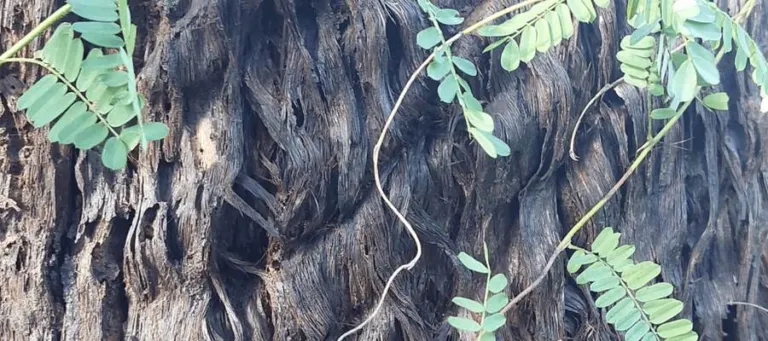 An Abrus precatorius vine twining over a fibrous fallen trunk in south-east Queensland