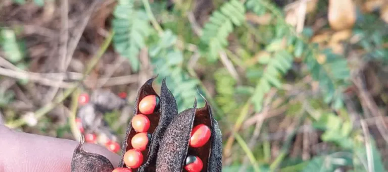 A hand holding two opened Abrus precatorius pods, scarlet and black seeds attached