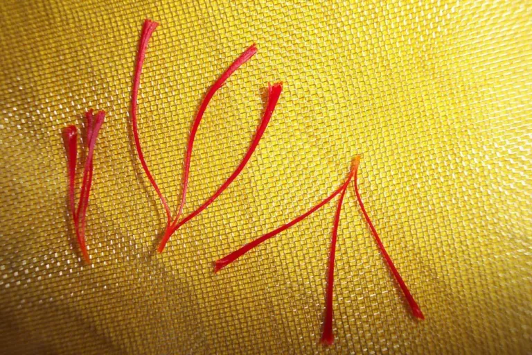 Crimson saffron threads in the throat of a purple crocus flower