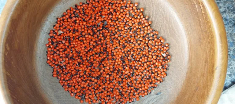 A wooden bowl holding several thousand scarlet and black rosary pea seeds