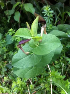 Round birthwort in flower, a dull brown hooded flower on a low stem
