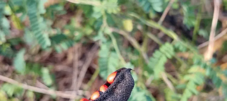 An opened rosary pea pod held in the hand with red and black seeds attached to the valve