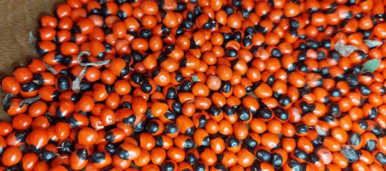 A dense mass of scarlet Abrus precatorius seeds with black caps, seen from above