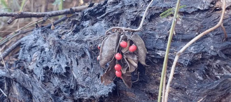 An opened rosary pea pod with red seeds resting on a fire-blackened fallen trunk