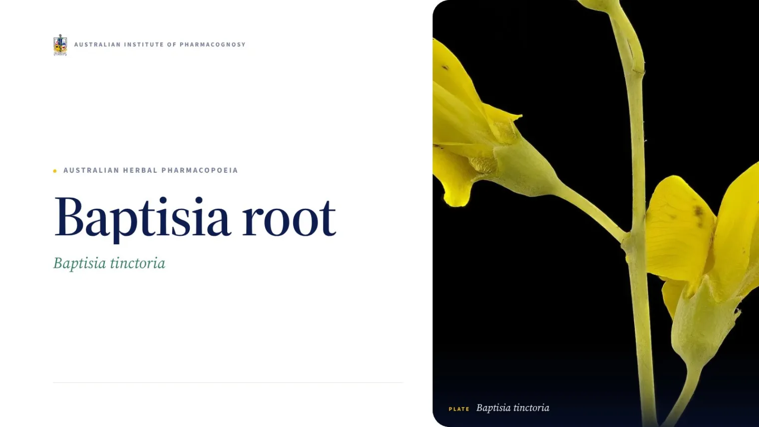 Baptisia root - Australian Institute of Pharmacognosy