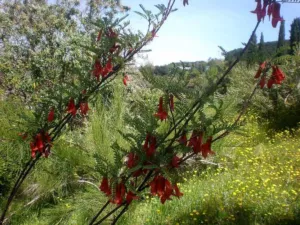 Chapter 12: Lessertia frutescens, a cultivated plant